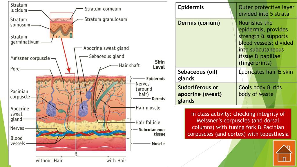 PPT Integumentary system PowerPoint Presentation, free download ID