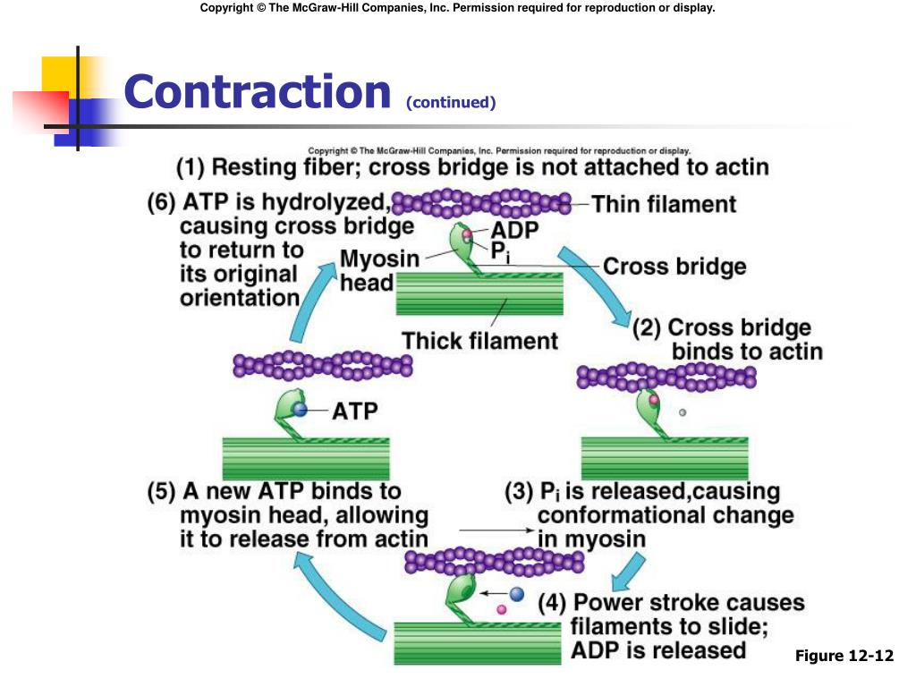 PPT - Chapter 12 PowerPoint Presentation, free download - ID:5690481