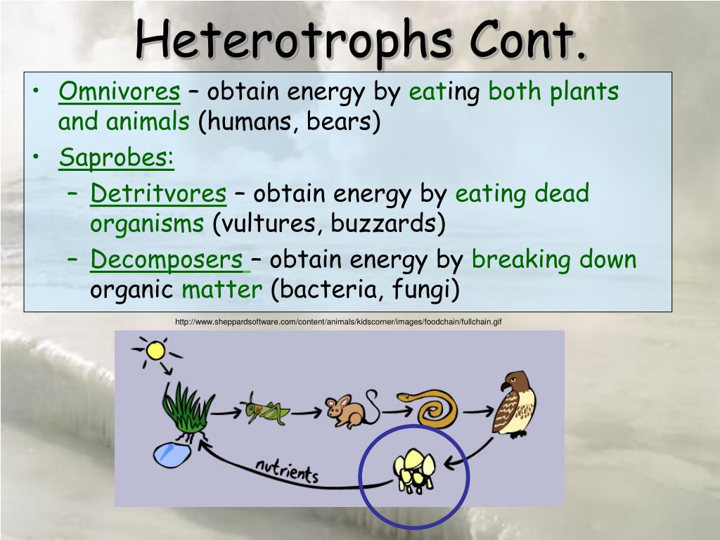 PPT Ecology PowerPoint Presentation, free download ID5690858