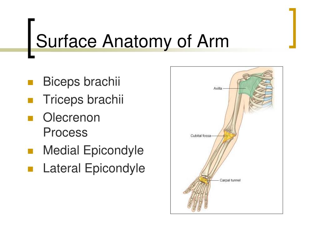 PPT The Upper Extremity PowerPoint Presentation, free