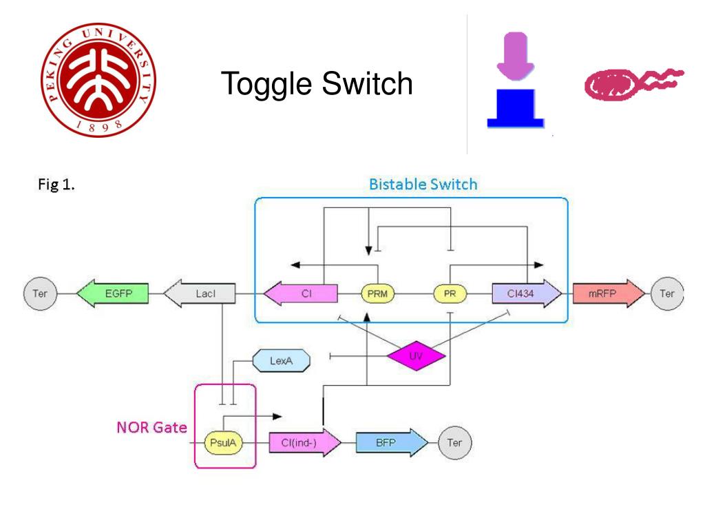 Switch Biology Definition at Dallas Jones blog