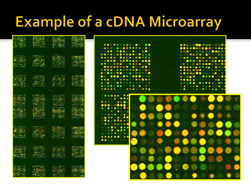PPT cDNA Microarrays PowerPoint Presentation, free download ID5703963