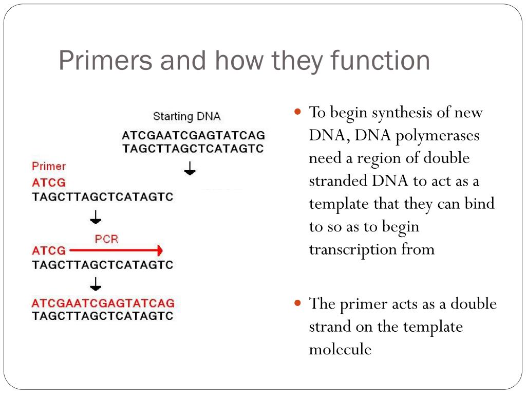PPT AS Biology PowerPoint Presentation, free download ID5707915