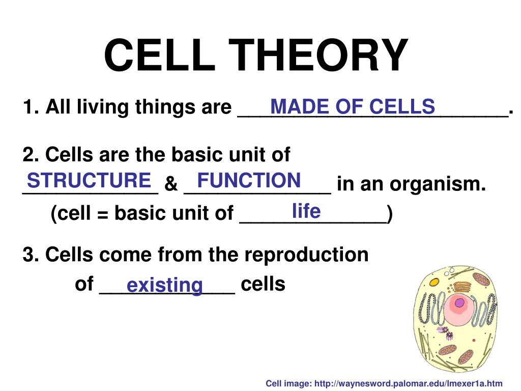 PPT Cell PEOPLE, Cell Size, and Cell Specialization Chap 71 & 74