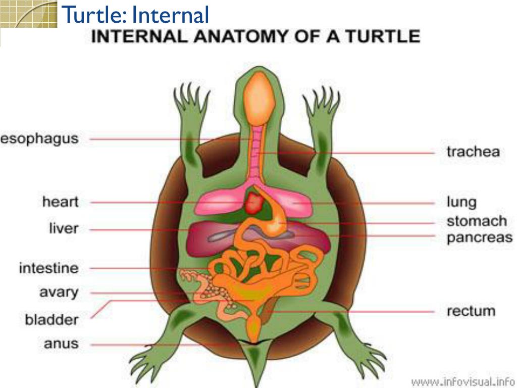 PPT Reptiles PowerPoint Presentation, free download ID5710785