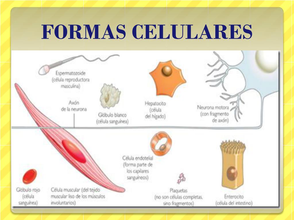 PPT CÉLULA PowerPoint Presentation, free download ID