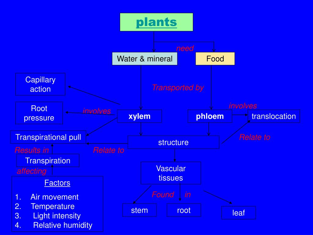 PPT 1.7 THE TRANSPORT OF SUBSTANCES IN PLANTS PowerPoint