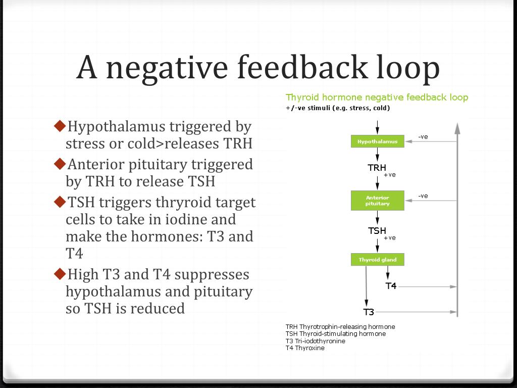 PPT Thyroid function PowerPoint Presentation, free download ID5717714