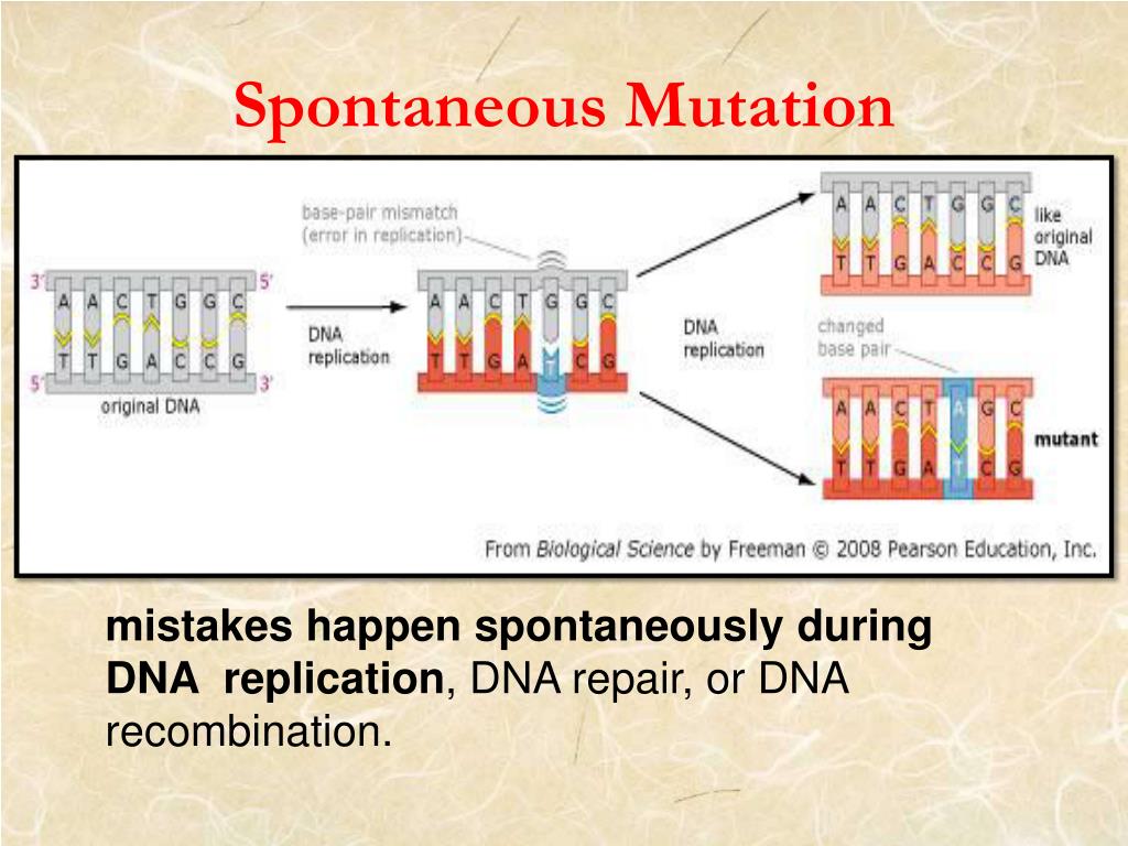 PPT PREPARE BY Miss lock shu ping PowerPoint Presentation, free download ID5717751