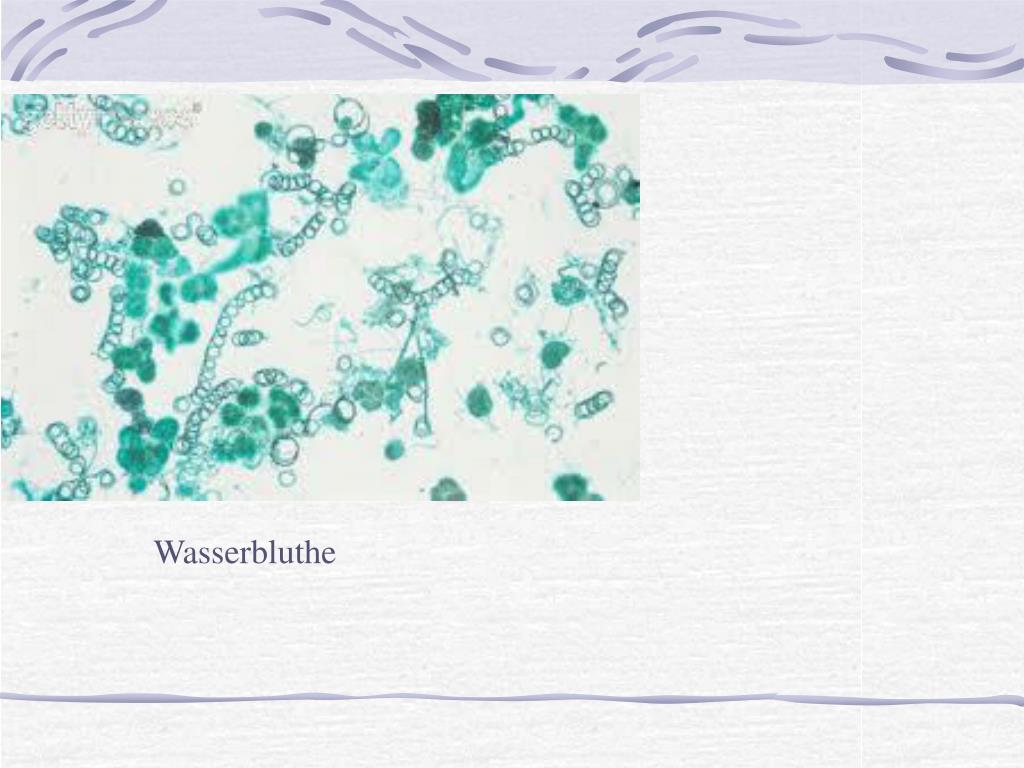 PPT Unicellular marine organisms PowerPoint Presentation, free
