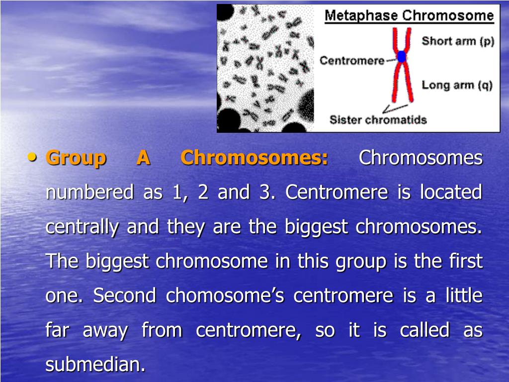 PPT CHROMOSOME STRUCTURE and CLASSIFICATION PowerPoint Presentation, free download ID5724878
