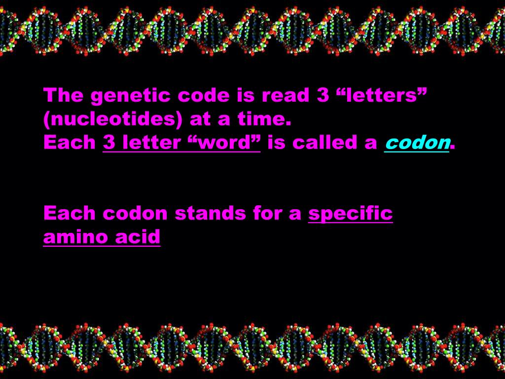 PPT Protein Synthesis PowerPoint Presentation, free download ID5738307