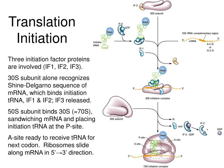 PPT Transcription PowerPoint Presentation ID5738373