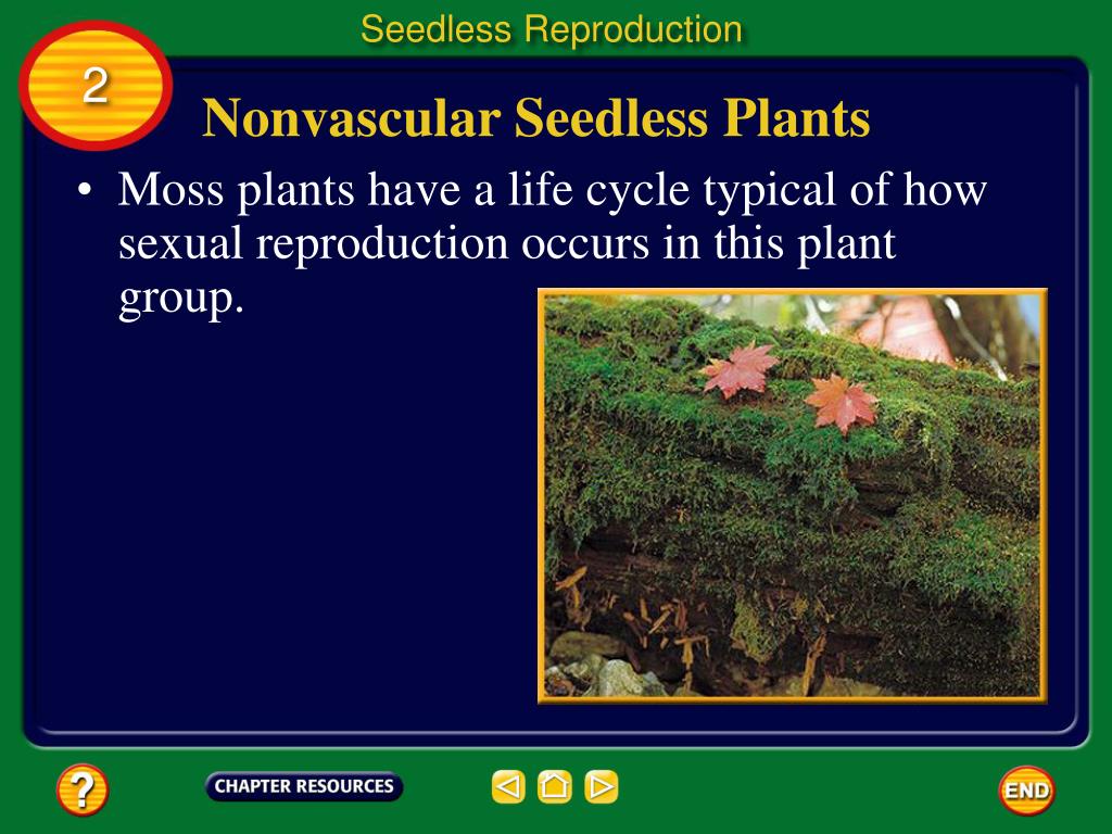 PPT Chapter Plant Reproduction PowerPoint Presentation, free