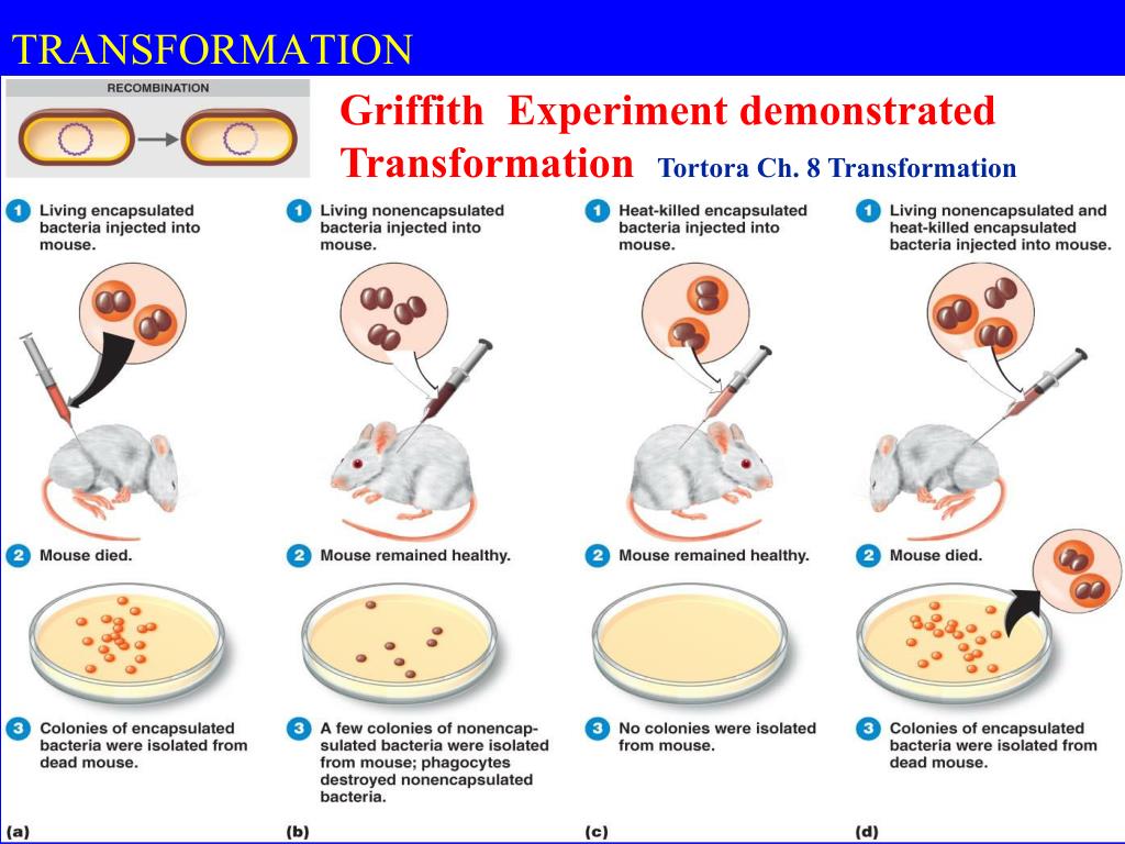 PPT MICROBIAL PowerPoint Presentation, free download ID