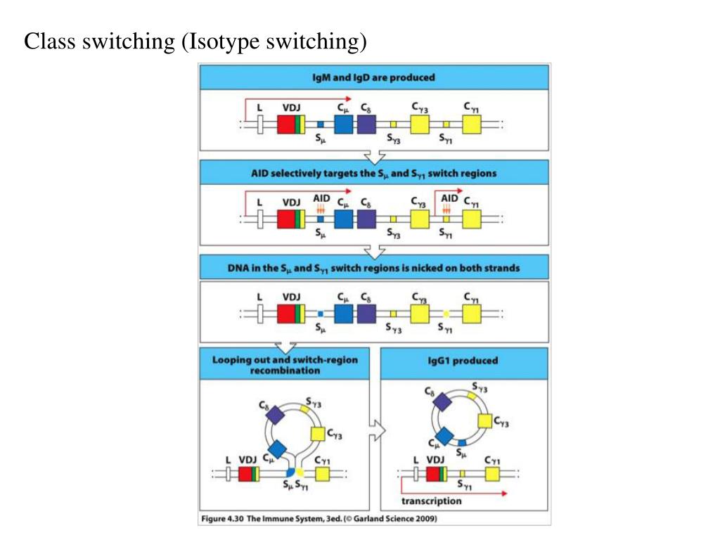 PPT Ch4. Antibody Structure and the Generation of Bcell diversity