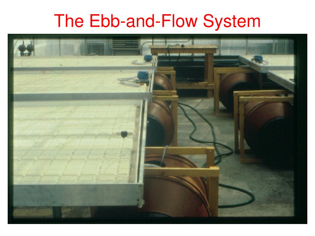 PPT Chapter 13 . Plant Nutrition PowerPoint Presentation, free