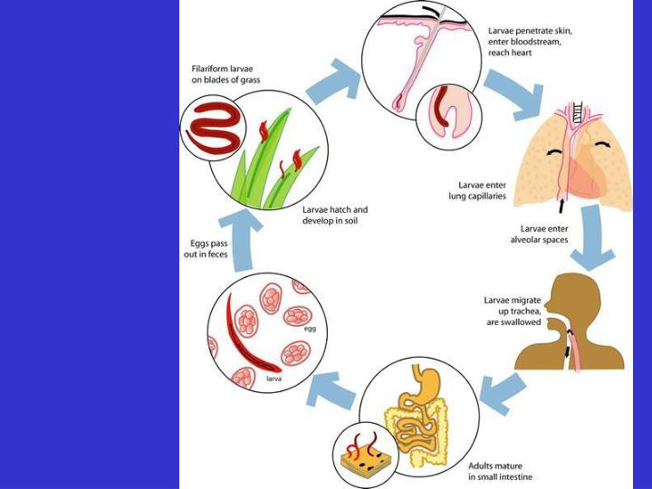 PPT Ancilostomose Ancylostoma duodenale Necator