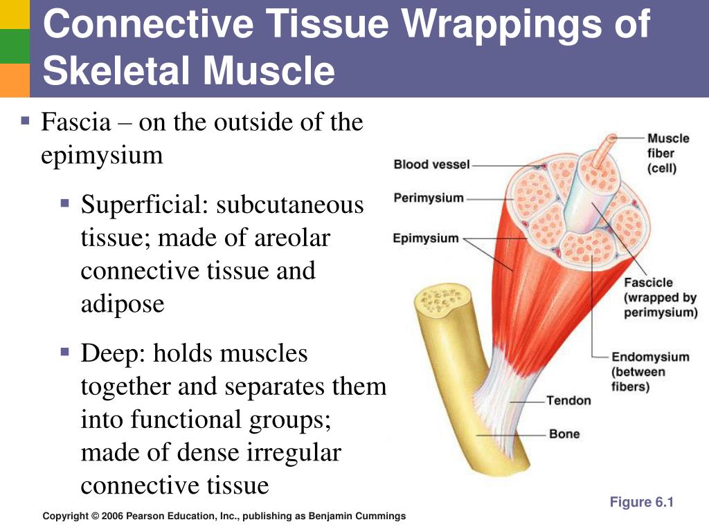 PPT The Muscular System Structure and Physiology PowerPoint