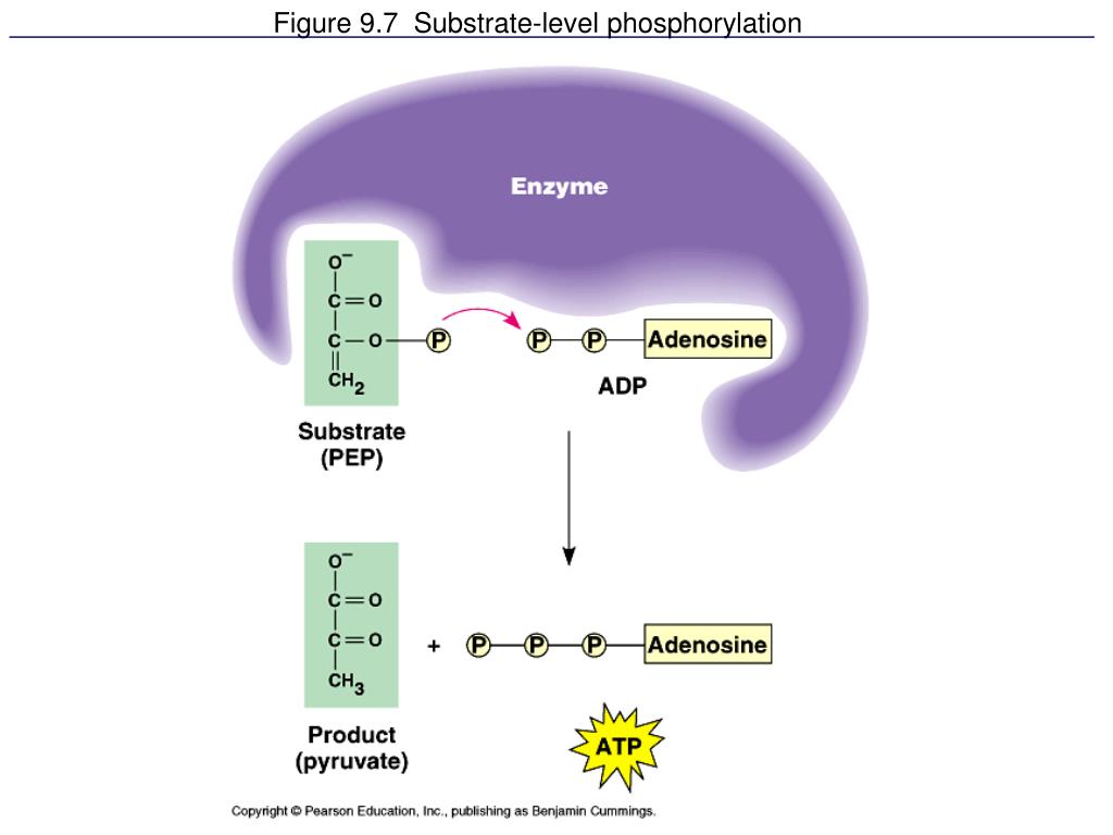 PPT Figure 6.14 The induced fit between an enzyme and its substrate PowerPoint Presentation