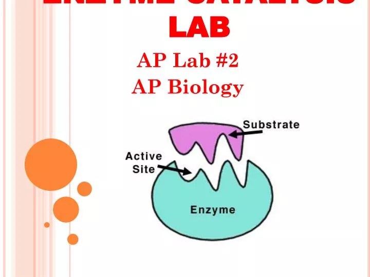 PPT ENZYME CATALYSIS LAB PowerPoint Presentation, free download ID