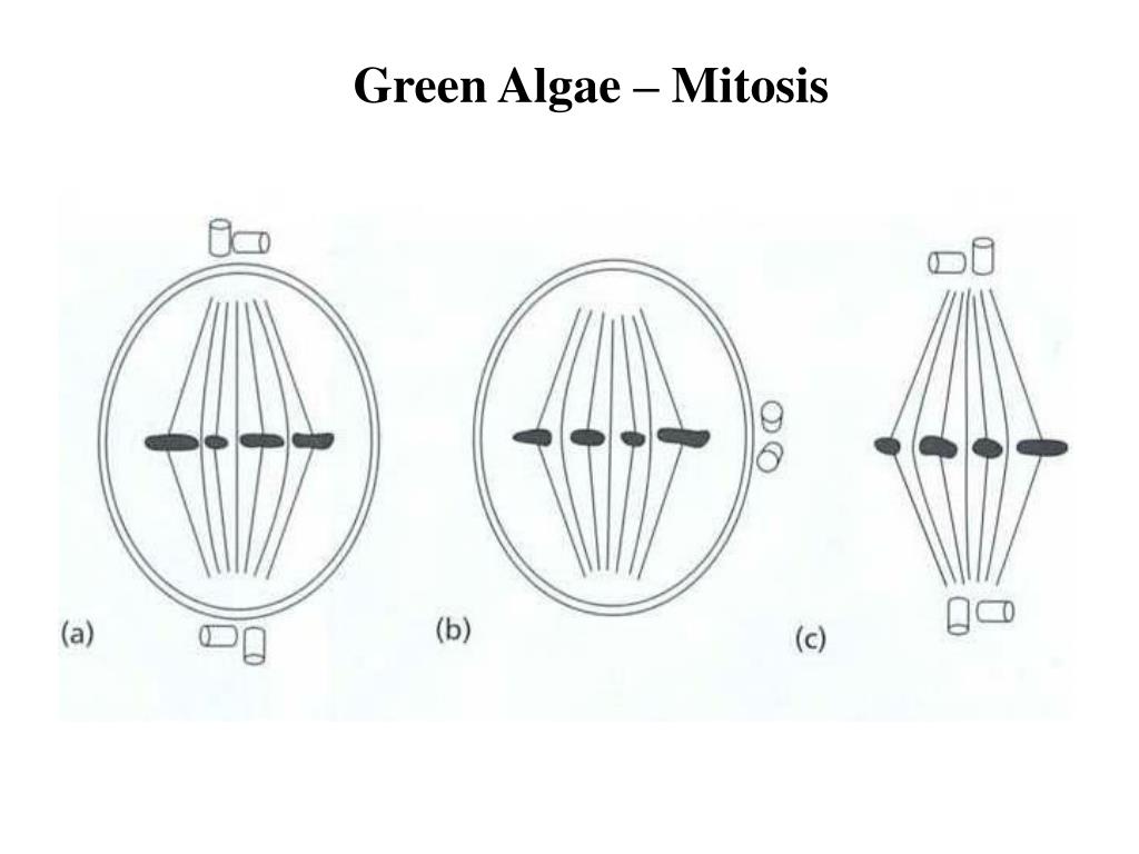 PPT Green Algae (Chlorophytes) PowerPoint Presentation, free download