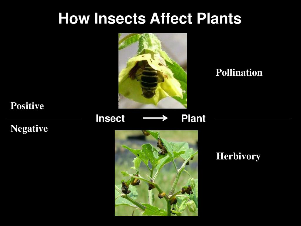 PPT Plant Insect Interactions Seeing The Universe From An Insect’s