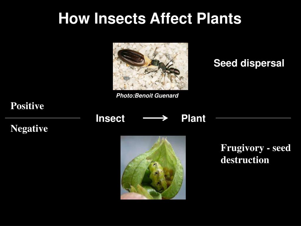PPT Plant Insect Interactions Seeing The Universe From An Insect’s