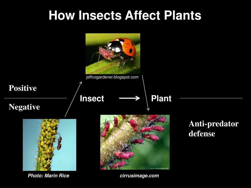 PPT Plant Insect Interactions Seeing The Universe From An Insect’s