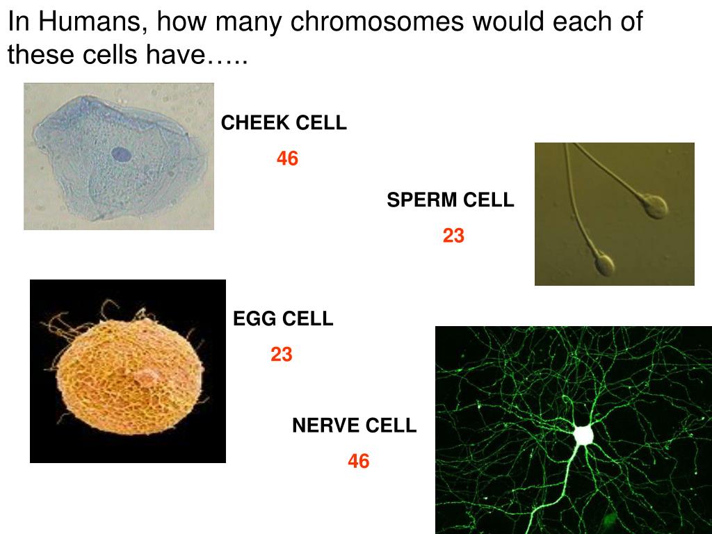 PPT HOW MANY CHROMOSOMES ARE FOUND IN EACH HUMAN BODY CELL