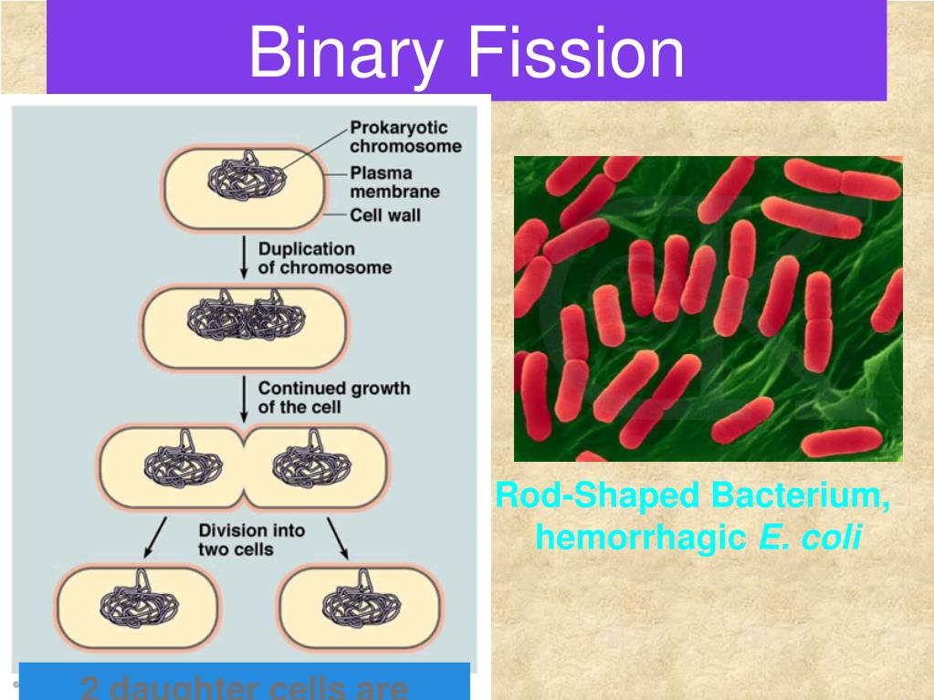 PPT PLANT REPRODUCTION PowerPoint Presentation, free download ID