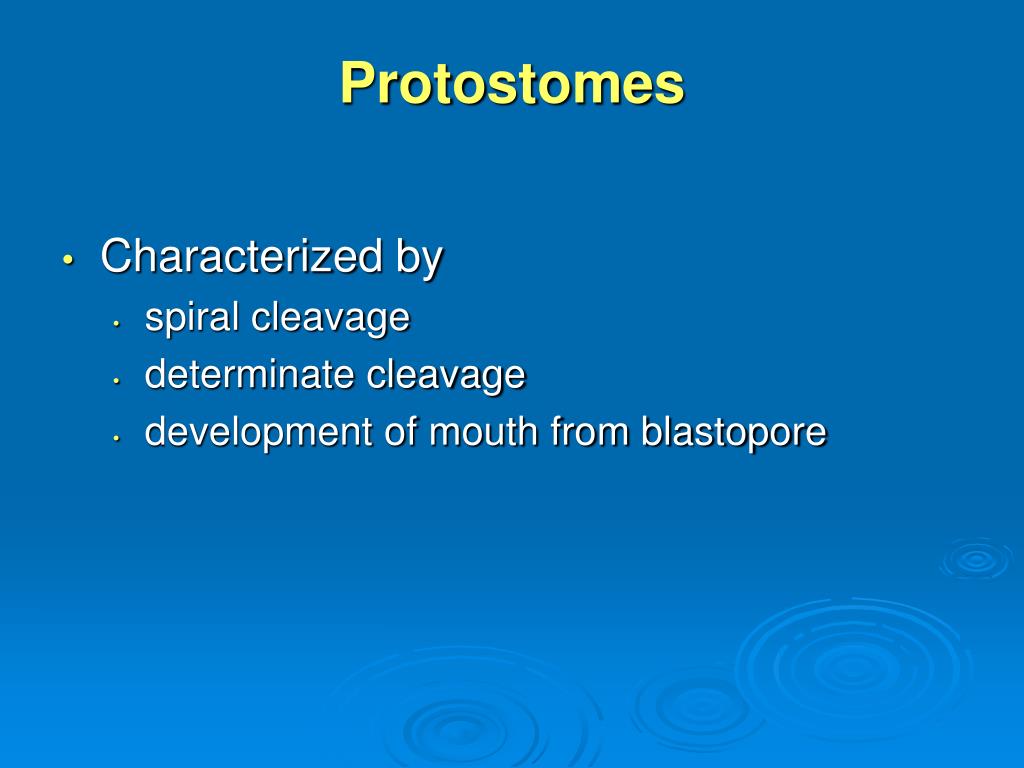 PPT The Animal Kingdom The Protostomes PowerPoint Presentation, free