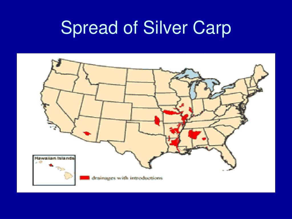 Asian Silver Carp Easter Asia Map PPT ASIAN CARP PowerPoint Presentation, free download ID5766521