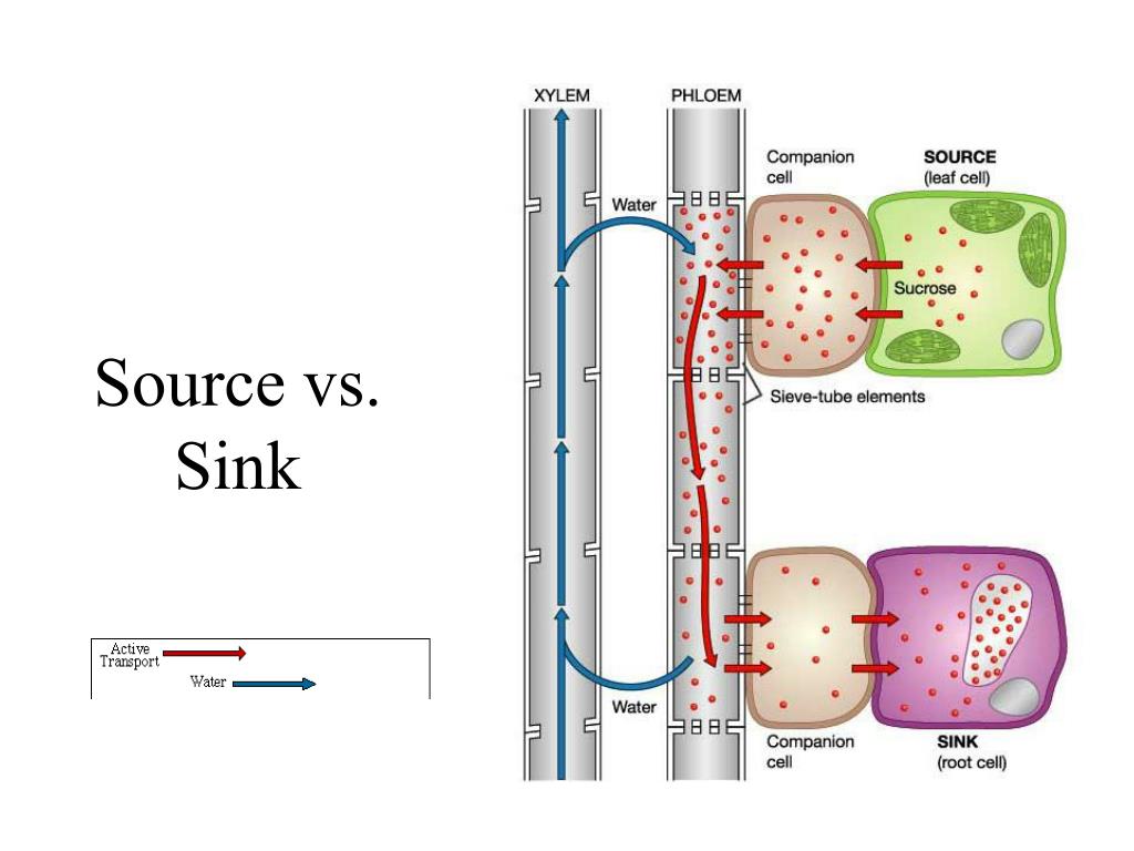 PPT Osmosis and Water Potential PowerPoint Presentation, free