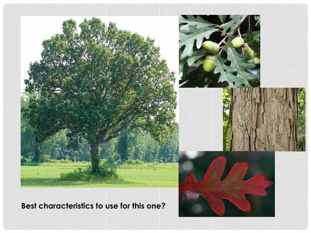 PPT IDENTIFYING Common Trees of METRO ATLANTA PowerPoint Presentation