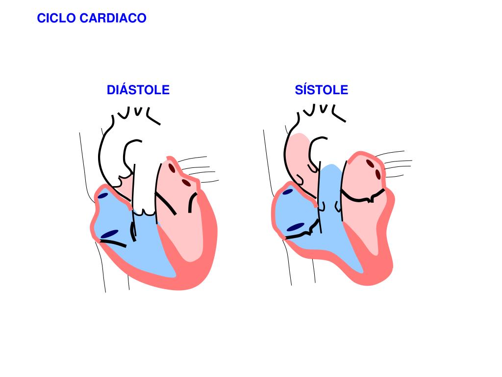 PPT MECÃNICA CARDIACA PowerPoint Presentation, free download ID5773392