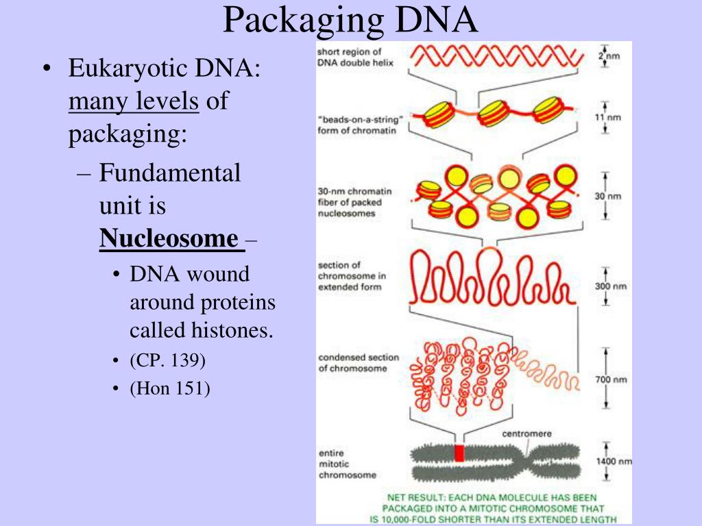 PPT - The Structure of DNA PowerPoint Presentation, free download - ID