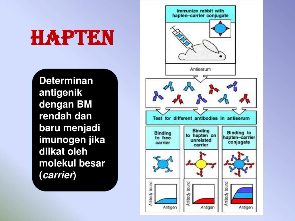 PPT Antigen dan Antibodi PowerPoint Presentation, free download ID