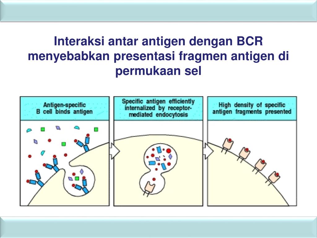 PPT Antigen dan Antibodi PowerPoint Presentation, free download ID