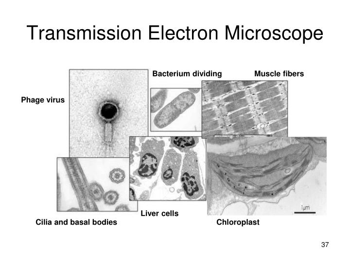 PPT Honors Biology Microscopes PowerPoint Presentation ID5777026