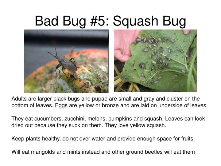 PPT GOOD BUGS BAD BUGS Organic Pest Management Basics and Insect