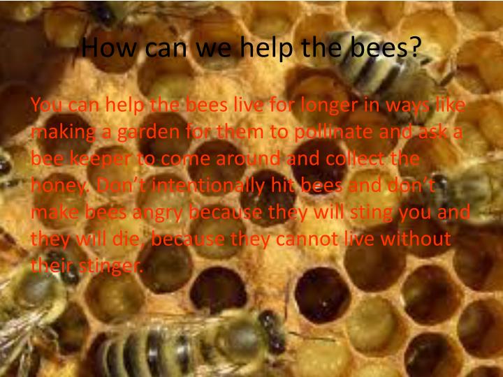 PPT What is the human impact on bees? PowerPoint Presentation ID