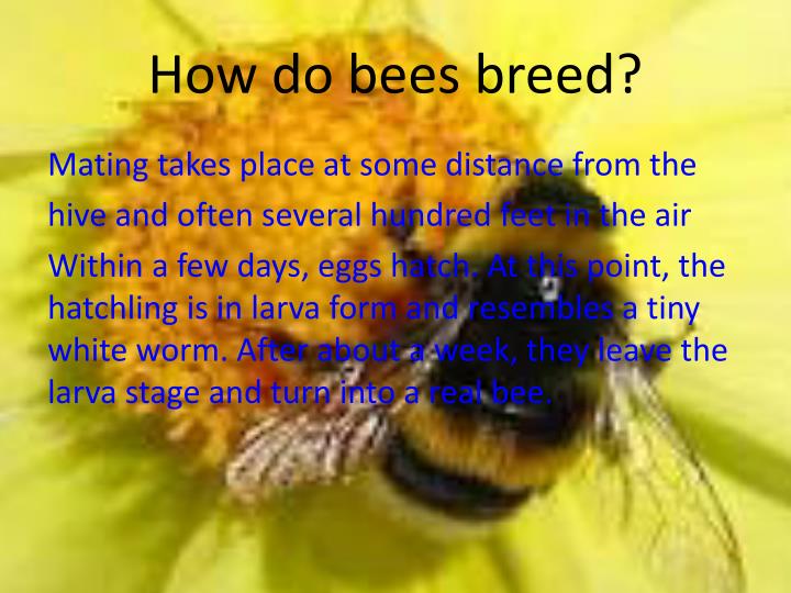PPT What is the human impact on bees? PowerPoint Presentation ID