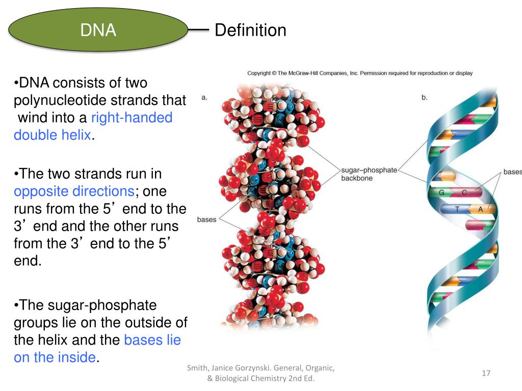 PPT CHAPTER 22 Nucleic Acids & Protein Synthesis General, Organic