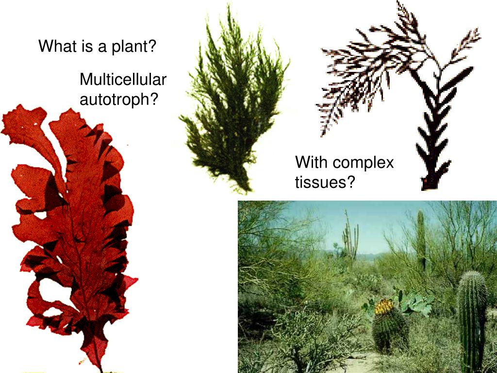 PPT K Plantae = The Land Plants PowerPoint Presentation, free