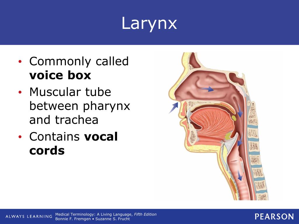 PPT Respiratory System PowerPoint Presentation, free download ID