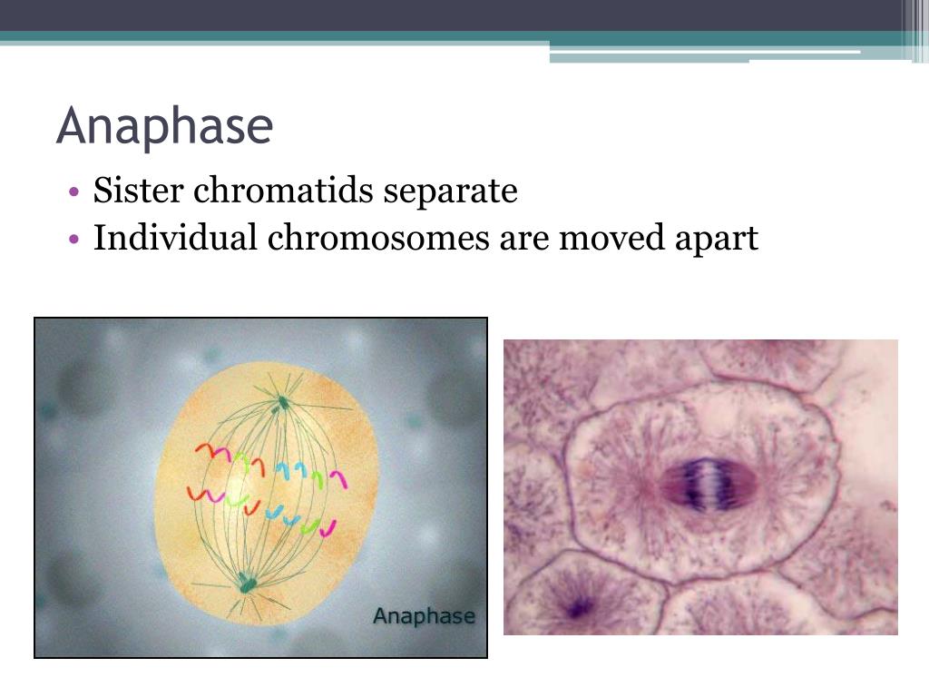 PPT Cell Cycle, Mitosis, and Meiosis PowerPoint Presentation, free