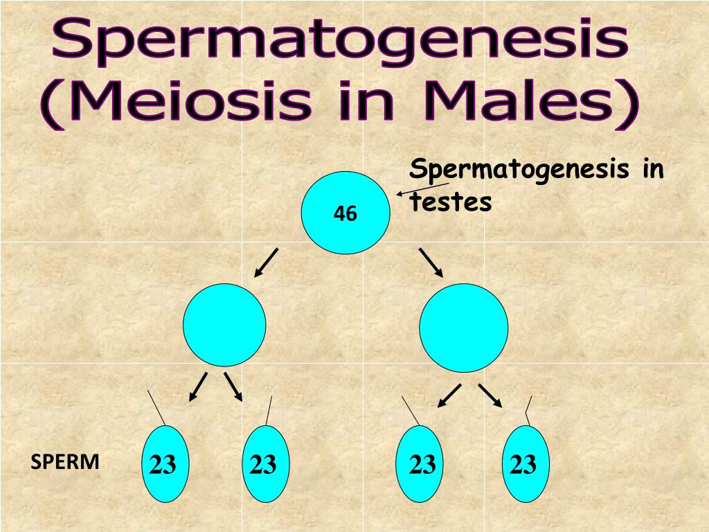 PPT Lecture 5 Meiosis and Gamete Formation PowerPoint Presentation
