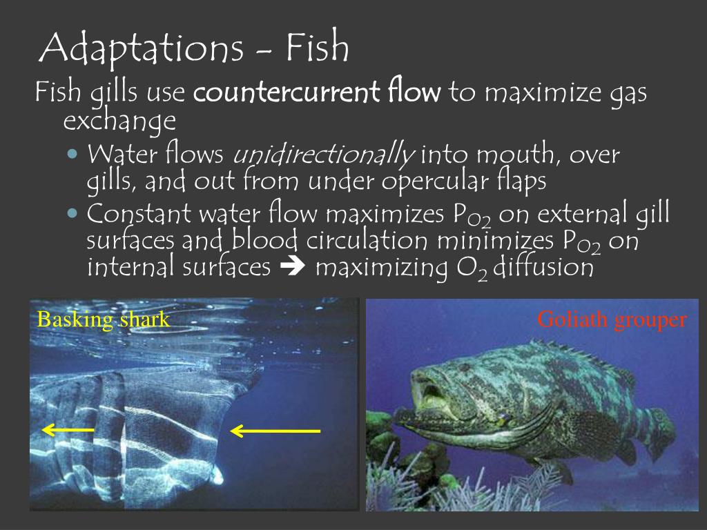 PPT Gas Exchange in Animals PowerPoint Presentation, free download