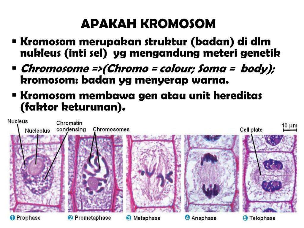 PPT BAB II. STRUKTUR KROMOSOM PowerPoint Presentation